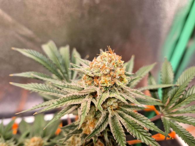 Orange bud main lining. Week 17