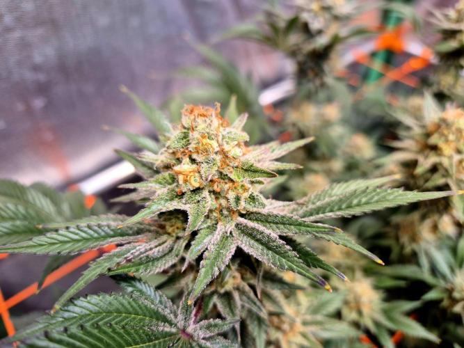 Orange bud main lining. Week 17
