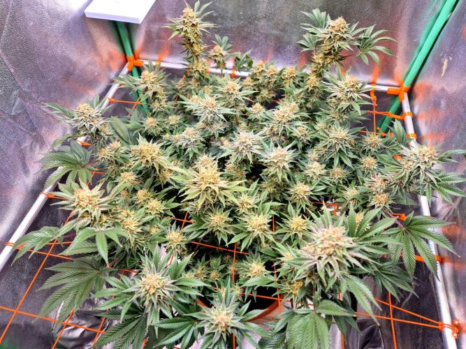 Orange bud main lining. Week 17