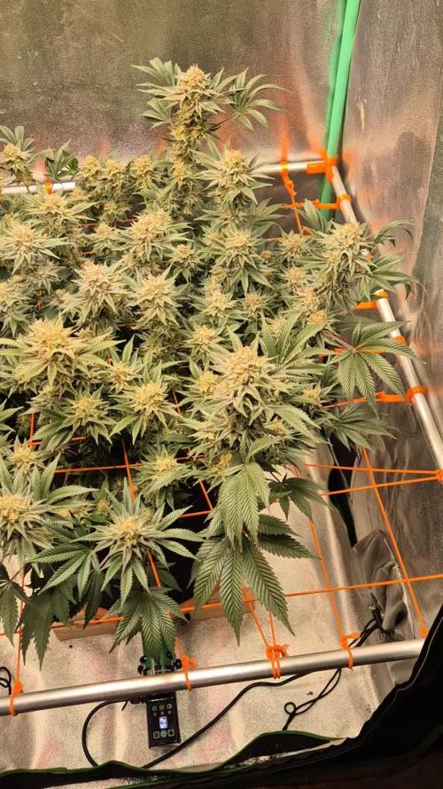 Orange bud main lining