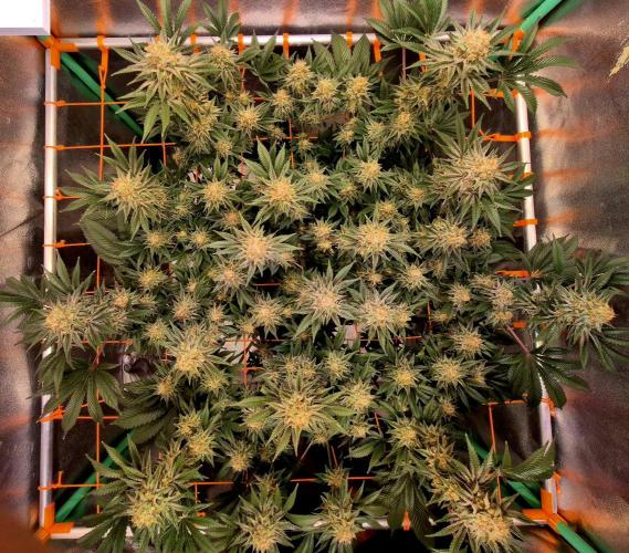 Orange bud main lining. Week 17