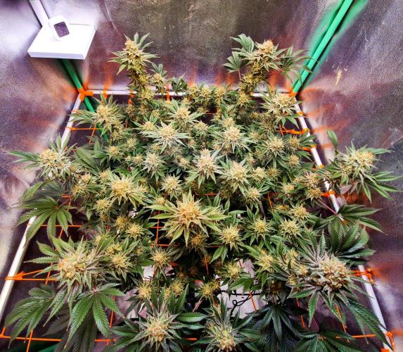 Orange bud main lining. Week 17