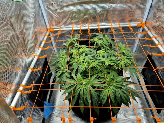 Cream Mandarine main lining. Week 10