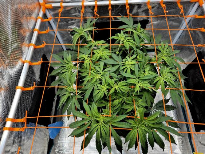 Cream Mandarine main lining. Week 10