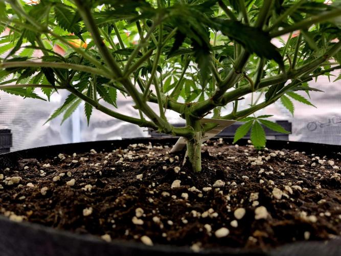 Cream Mandarine main lining. Week 10