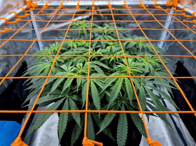 Cream Mandarine main lining. Week 10