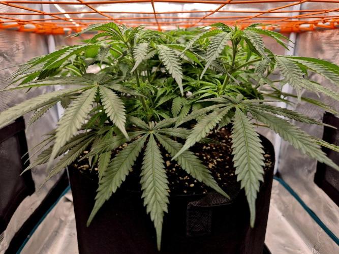 Cream Mandarine main lining. Week 10