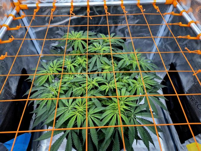 Cream Mandarine main lining. Week 10