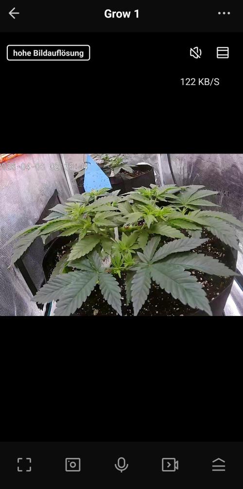 F026 - The Tropical Ice Cream One (USA). Week 6