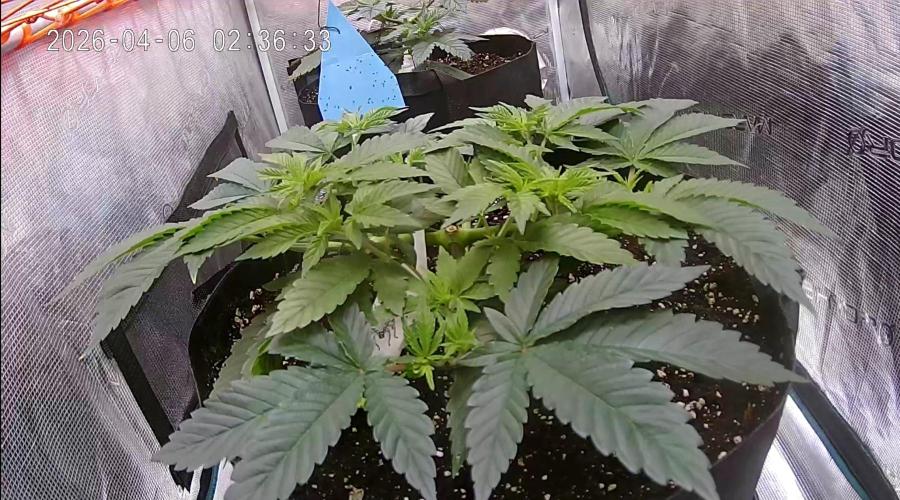 F026 - The Tropical Ice Cream One (USA). Week 6