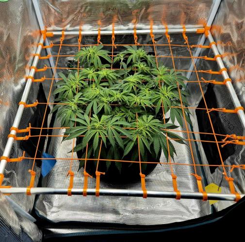 Cream Mandarine main lining. Week 10