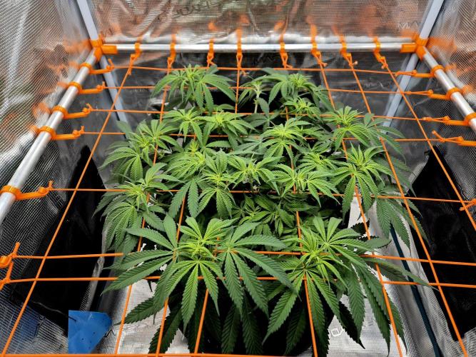 Cream Mandarine main lining. Week 10