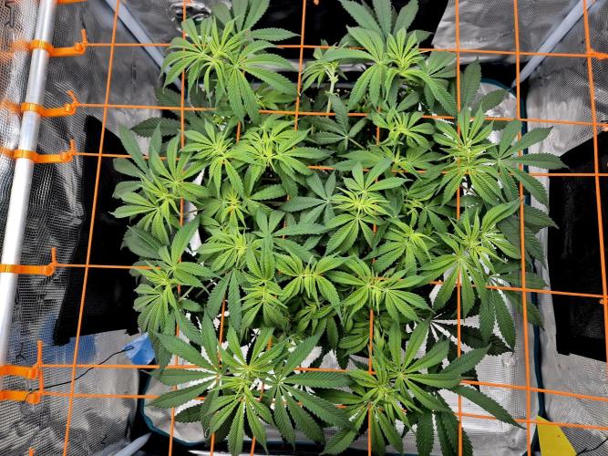 Cream Mandarine main lining. Week 10