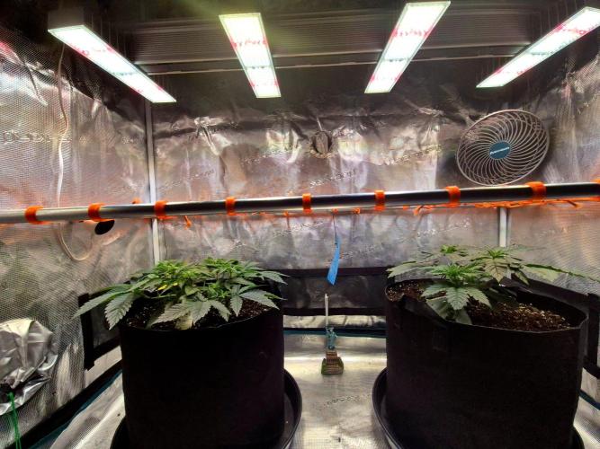 Rainbow Hitter. Week 6