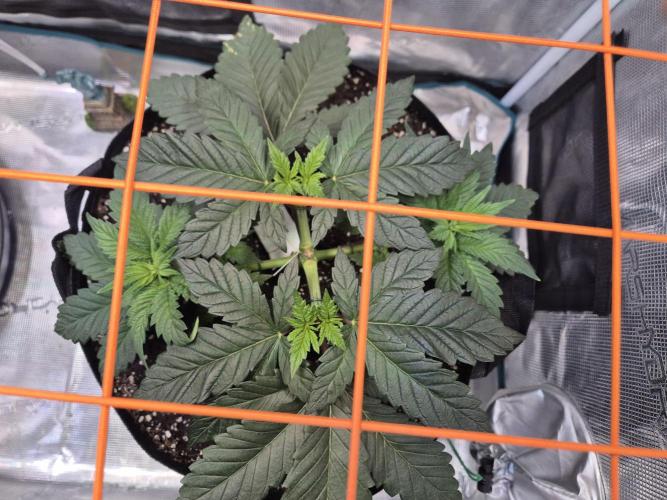 Rainbow Hitter. Week 6