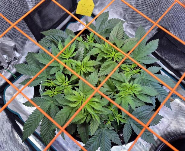 F026 - The Tropical Ice Cream One (USA). Week 6