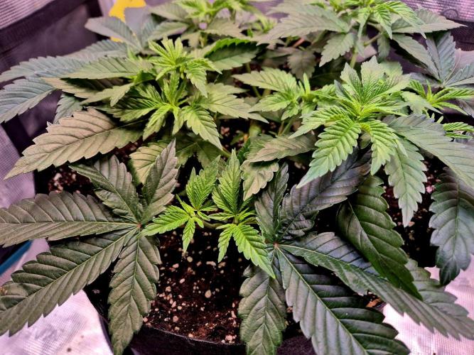 F026 - The Tropical Ice Cream One (USA). Week 6