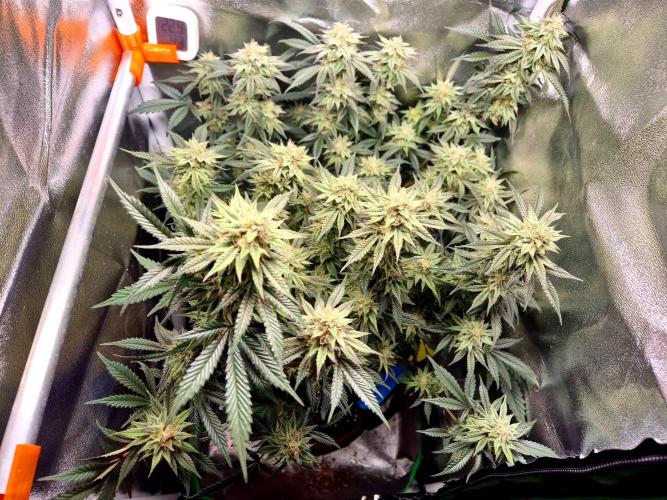 Special Kush (clone) main lining. Week 13