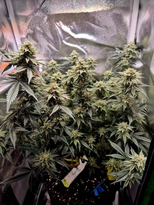 Special Kush (clone) main lining. Week 13