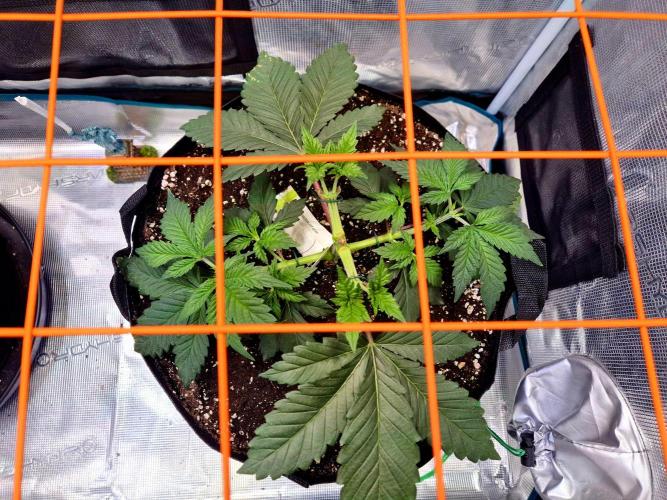Rainbow Hitter. Week 6
