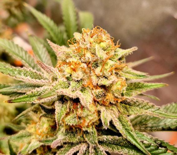 Orange bud main lining. Week 17