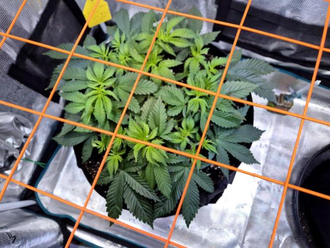 F026 - The Tropical Ice Cream One (USA). Week 6