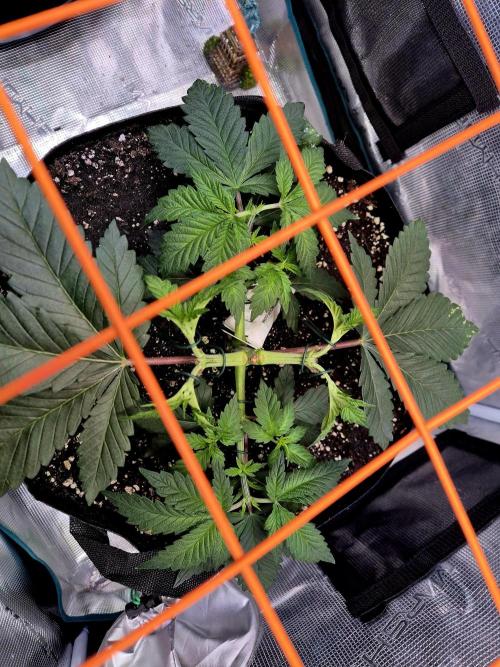 Rainbow Hitter. Week 6
