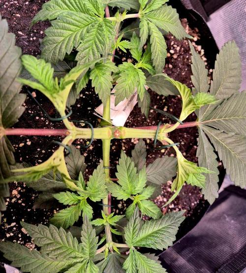 Rainbow Hitter. Week 6