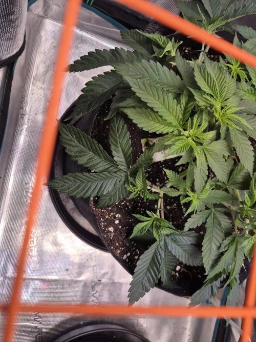 F026 - The Tropical Ice Cream One (USA). Week 6