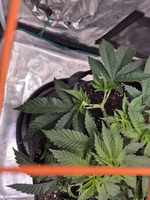 F026 - The Tropical Ice Cream One (USA). Week 6
