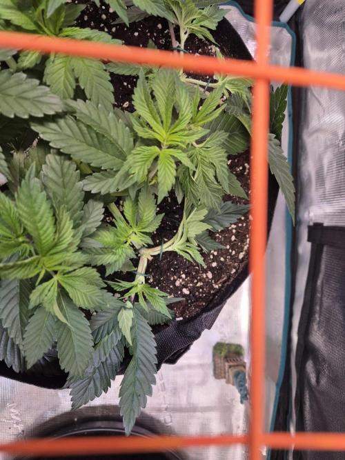 F026 - The Tropical Ice Cream One (USA). Week 6