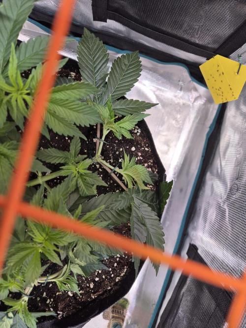F026 - The Tropical Ice Cream One (USA). Week 6