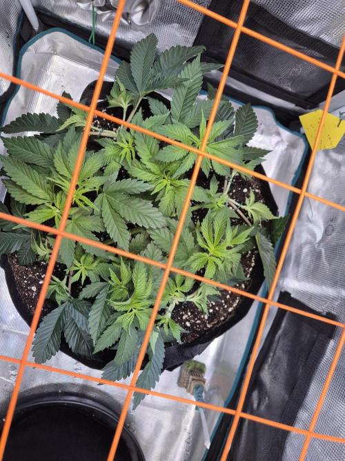 F026 - The Tropical Ice Cream One (USA). Week 6