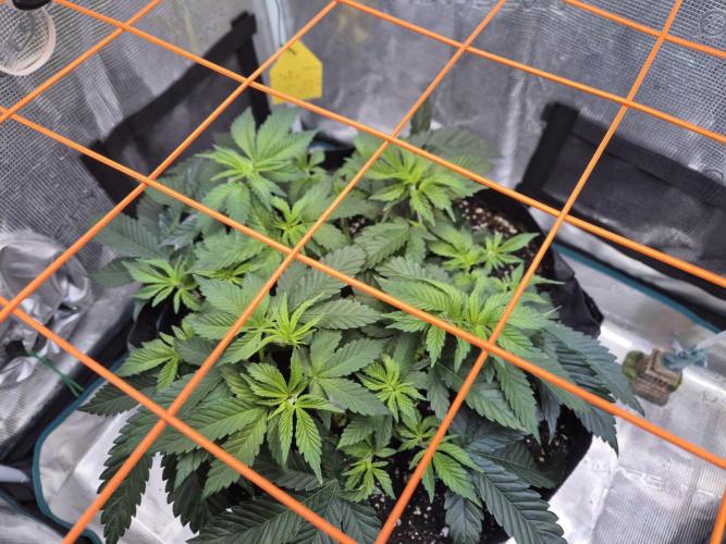 F026 - The Tropical Ice Cream One (USA). Week 6