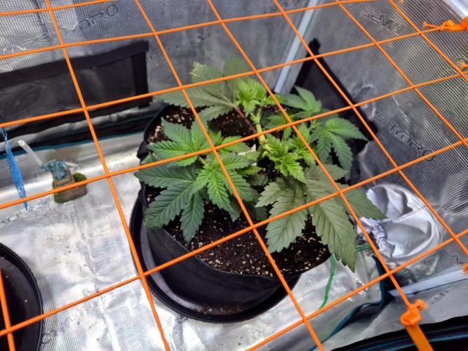 Rainbow Hitter. Week 6