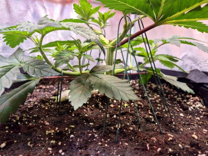 Rainbow Hitter. Week 6
