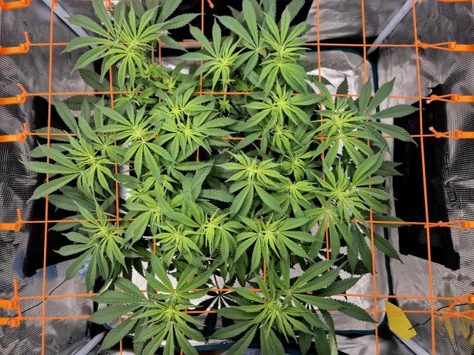 Cream Mandarine main lining. Week 10