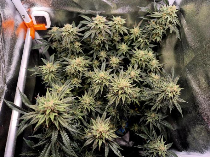 Special Kush (clone) main lining. Week 13