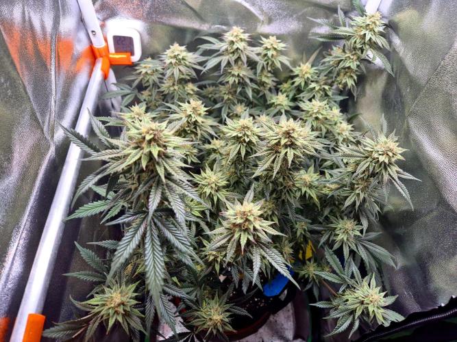 Special Kush (clone) main lining. Week 13