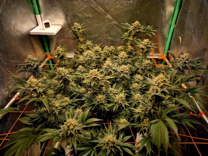 Orange bud main lining. Week 17