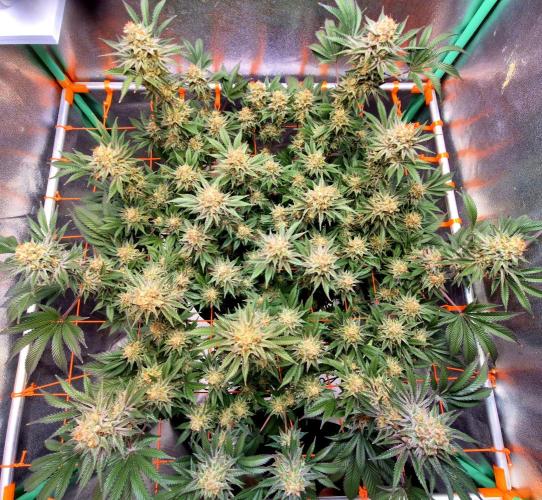 Orange bud main lining. Week 17