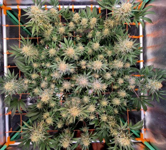 Orange bud main lining. Week 17