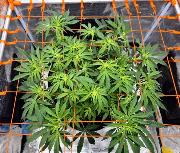 Cream Mandarine main lining. Week 10