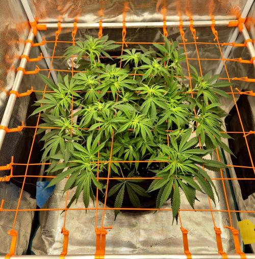 Cream Mandarine main lining. Week 10