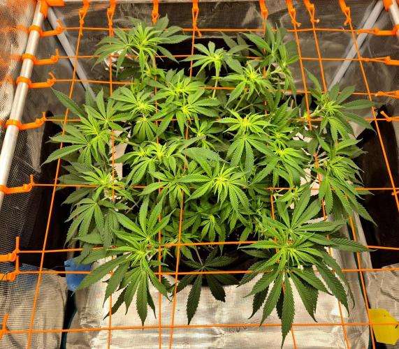 Cream Mandarine main lining. Week 10