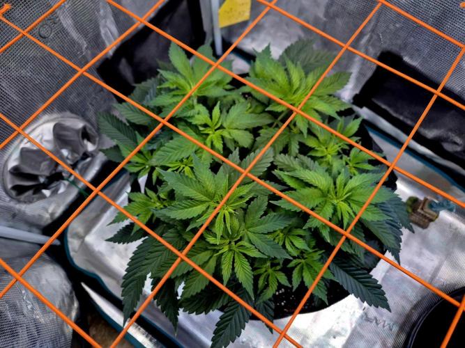 F026 - The Tropical Ice Cream One (USA). Week 7