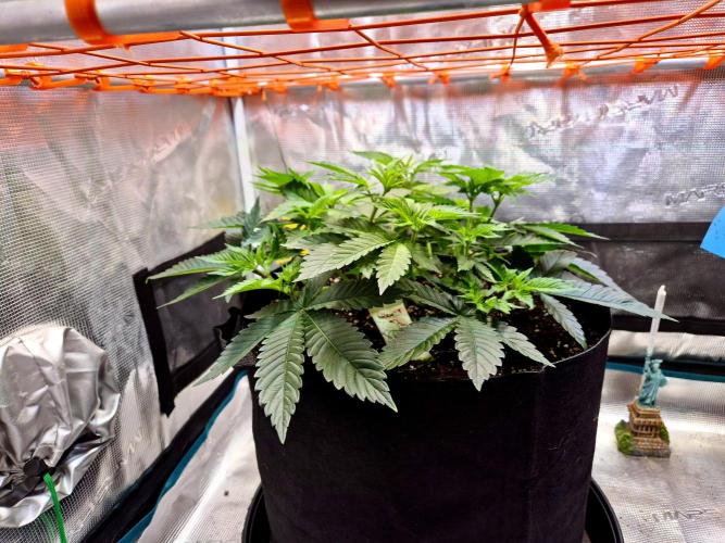F026 - The Tropical Ice Cream One (USA). Week 7