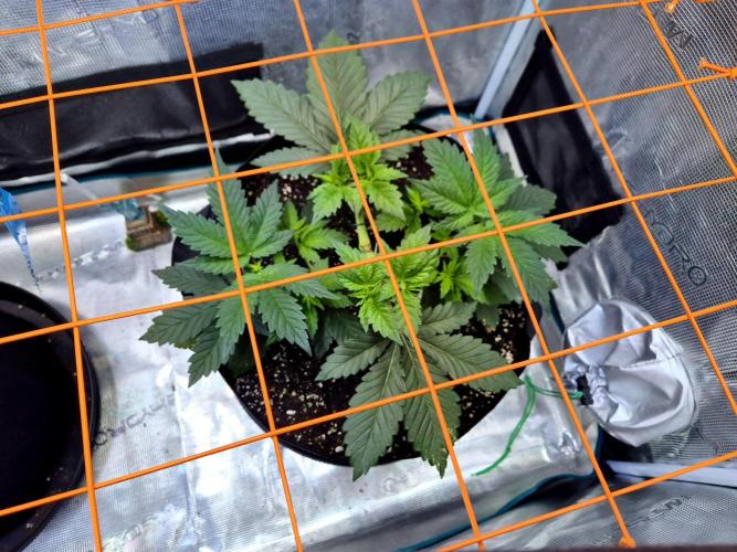 Rainbow Hitter. Week 7
