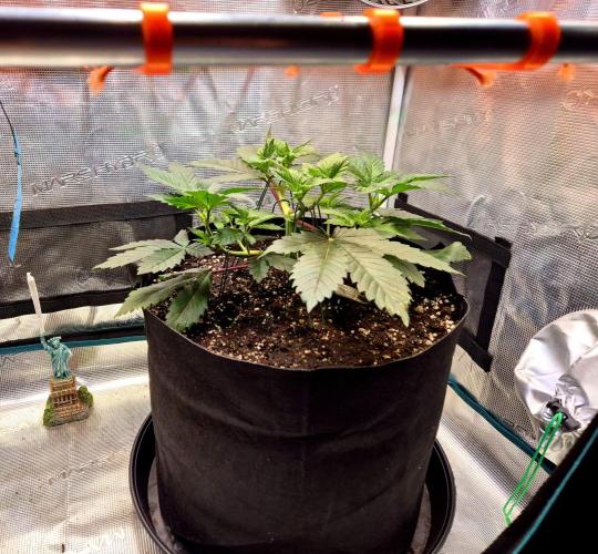 Rainbow Hitter. Week 7