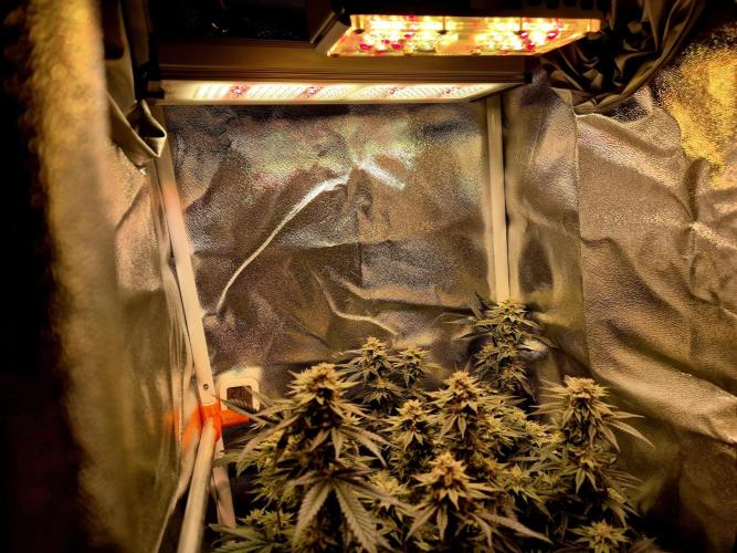 Special Kush (clone) main lining. Week 13 - Verstärkung..